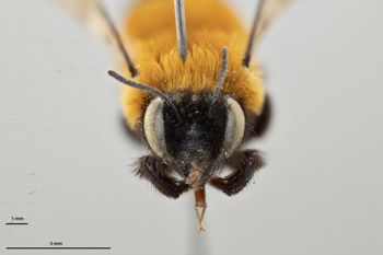 Media type: image;   Entomology 786063 Aspect: head frontal view